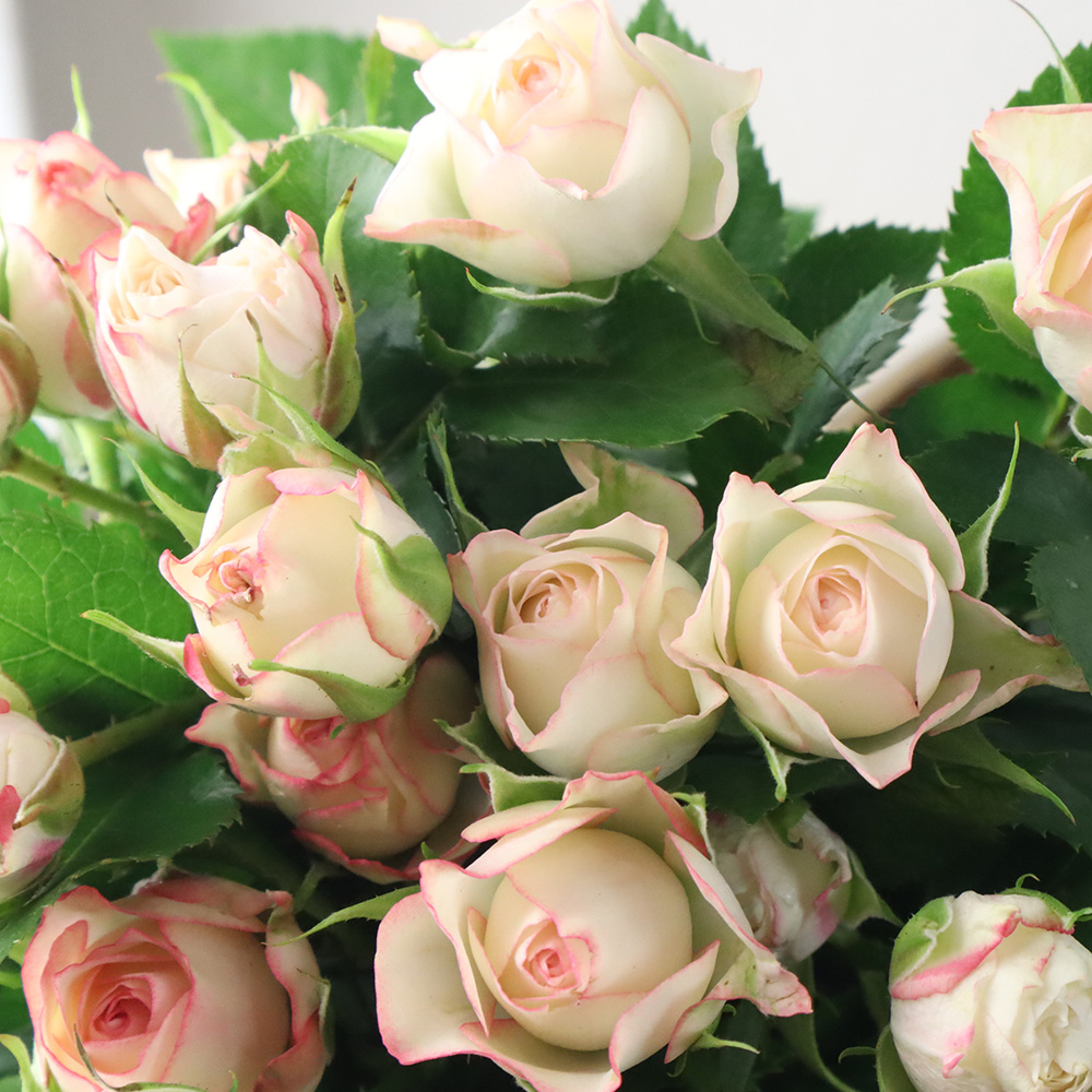 08直前!】SPバラ ピンクワルツ(ピンク複色系)70cm(6輪程度) - 花材通販