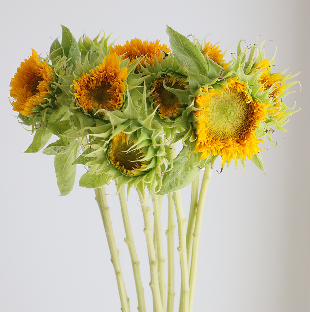 生花】ヒマワリ マヤダブル、東北八重など(オレンジ八重系)7～10cm前後