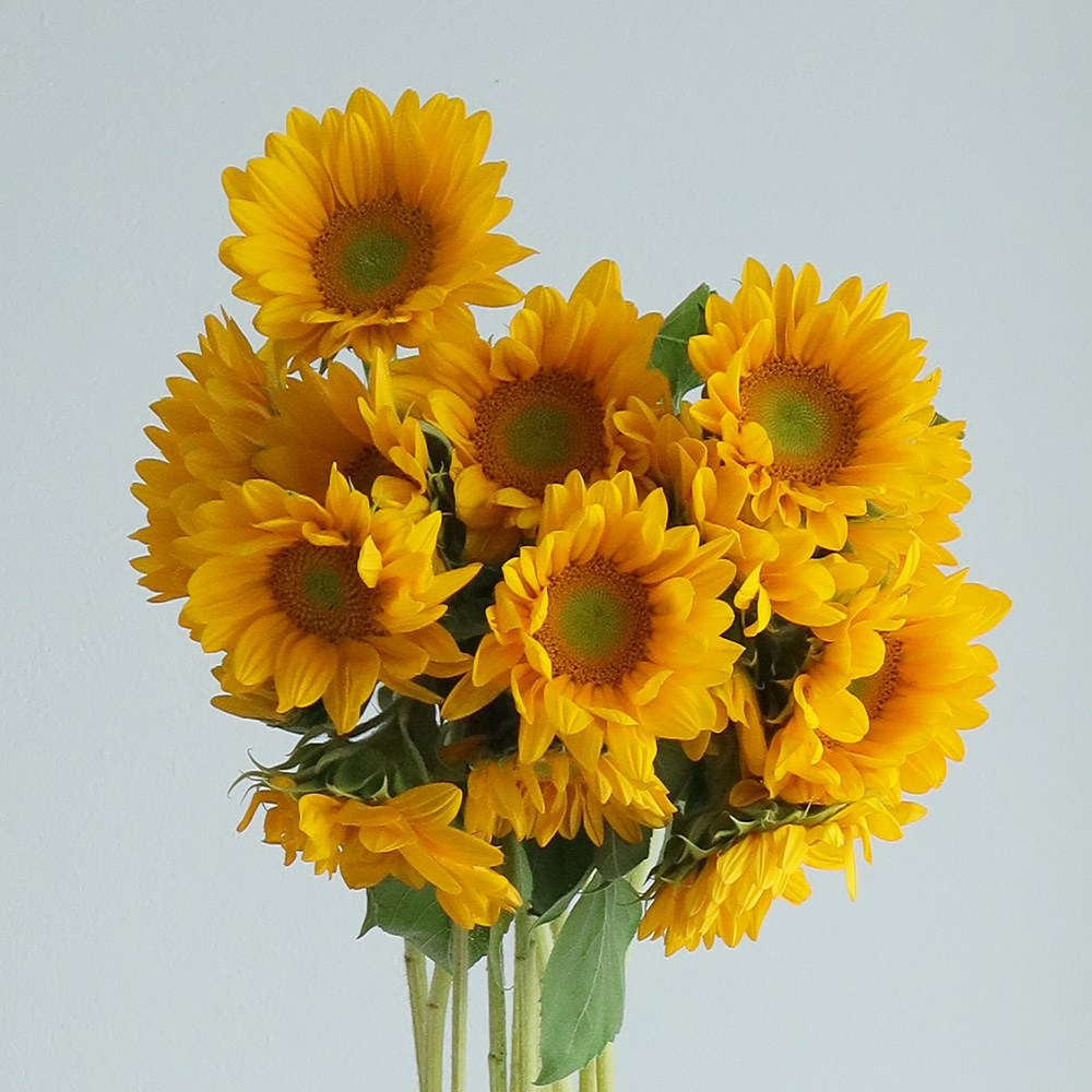 生花】ヒマワリ 芯白オレンジ (7〜10センチ程度)ビンセントクリアOR