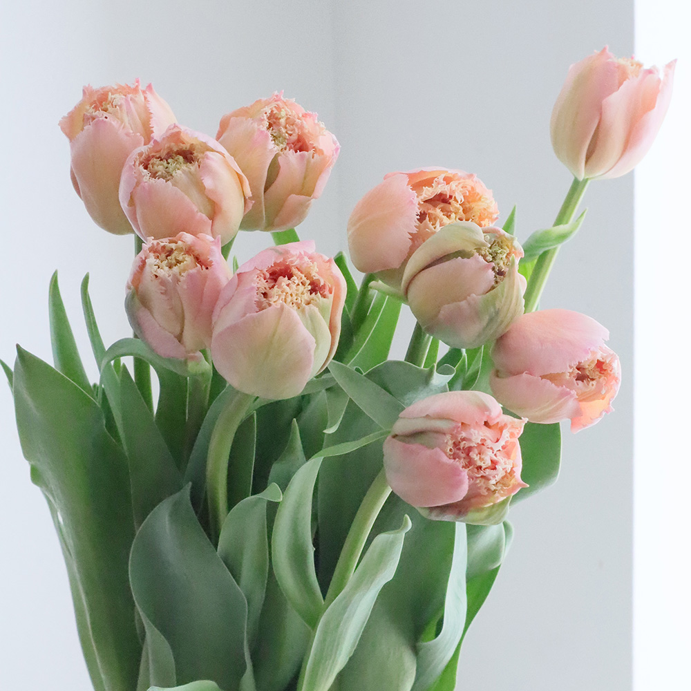 生花】チューリップ ピンクマジック(フリンジライトピンク八重) - 花材