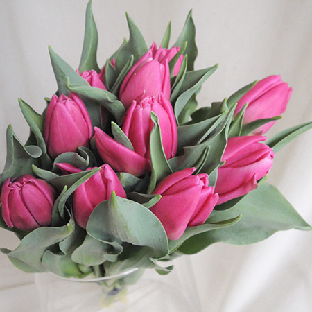 生花】チューリップ コニャック、 ダブルプリンセスなど(濃ピンク系