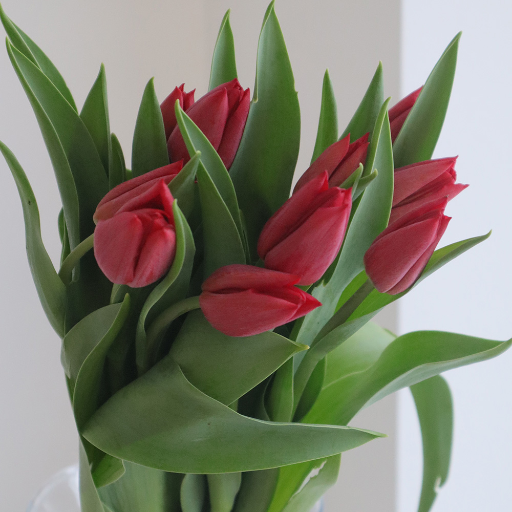 生花】チューリップ (赤一重咲き)イルデフランスなど【OT】 - 花材通販