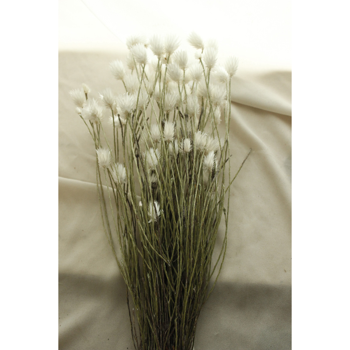 生花】シンカルファ エバーラスティング※ほぼドライの入荷になります