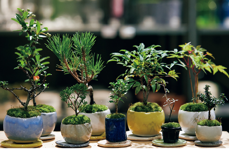 小さい鉢に宿る宇宙。盆栽のある新しい暮らし - カルチャートピックス