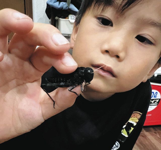 全身ブラックだぜ！トノサマバッタ 土岐・泉小1年の加藤君が捕獲：中