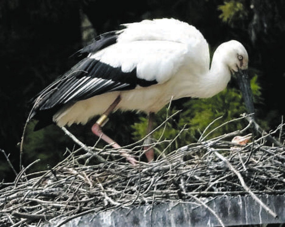 コウノトリのひな誕生 福井県越前市の「イチローくん」と「ななちゃん