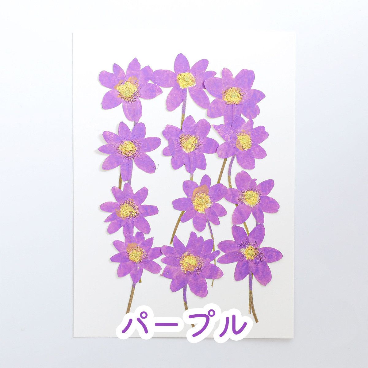 押し花 素材 ドライフラワー 花 茎付き 12枚 5色 | クロッチャショップ