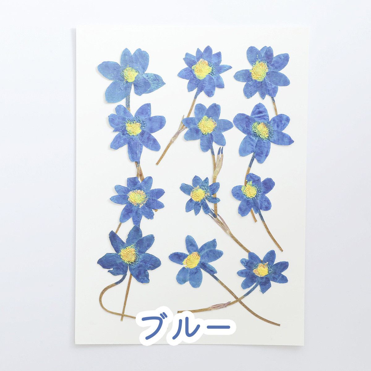 押し花 素材 ドライフラワー 花 茎付き 12枚 5色 | クロッチャショップ