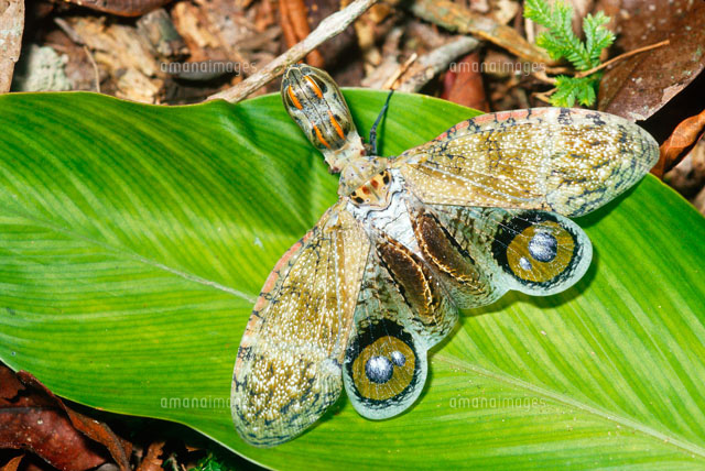 ユカタンビワハゴロモ[01808019227]の写真・イラスト素材｜アマナ