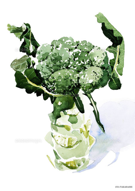 水彩画 有機野菜のブロッコリー[02237010441]の写真・イラスト素材