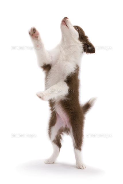 ジャンプする犬[02322003274]の写真・イラスト素材｜アマナイメージズ