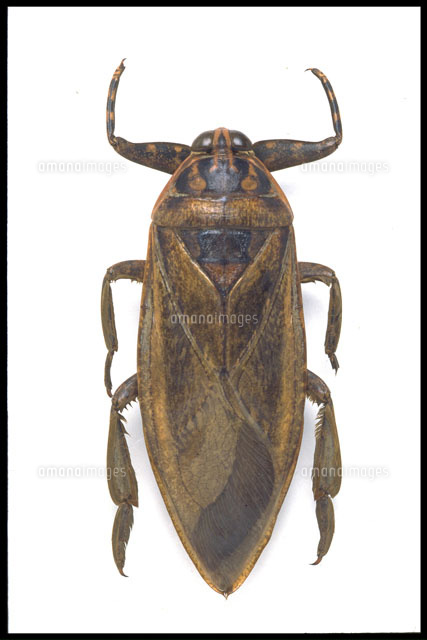 ボリビア産 ナンベイオオタガメ 112mm(管まで) ボリビア産 ナンベイ