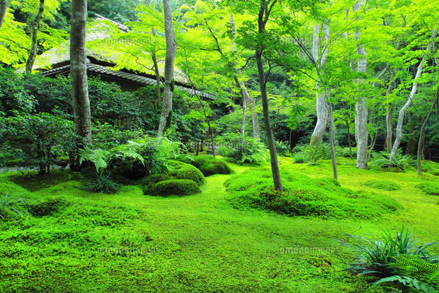 夏の祇王寺の苔庭[26121044976]の写真・イラスト素材｜アマナイメージズ