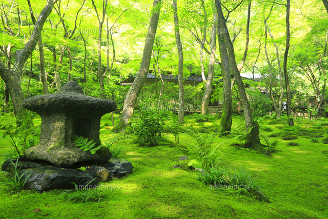 祇王寺[26121034601]の写真・イラスト素材｜アマナイメージズ
