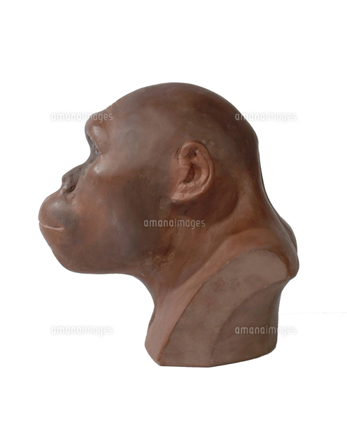 アウストラロピテクス・アフリカヌス[20047001928]の写真・イラスト