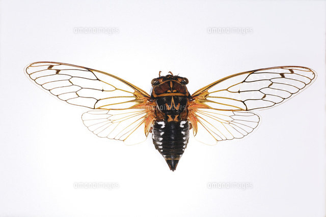 エゾゼミの標本[32067004370]の写真・イラスト素材｜アマナイメージズ