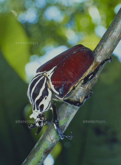 ゴライアスオオツノハナムグリ[32073000115]の写真・イラスト素材