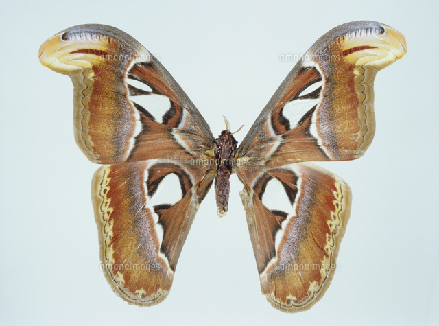 ヨナグニサン 標本[32073000654]の写真・イラスト素材｜アマナイメージズ