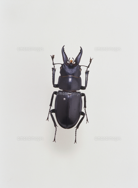 ハチジョウノコギリクワガタ 標本[32073001008]の写真・イラスト素材