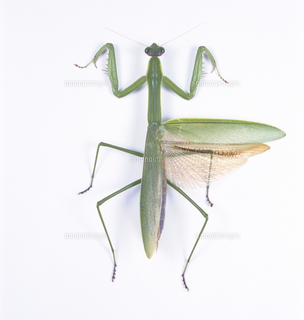 チョウセンカマキリのメス （標本）[32146000246]の写真・イラスト素材