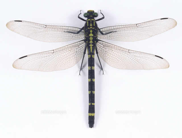 コオニヤンマのメス （標本）[32146000348]の写真・イラスト素材