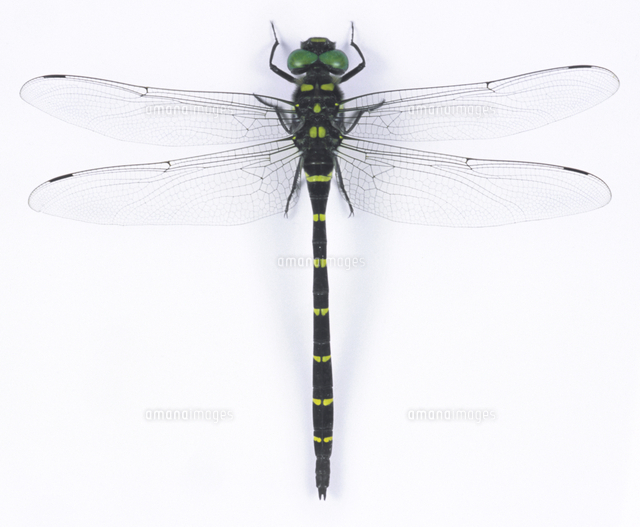 オニヤンマのオス （標本）[32146000352]の写真・イラスト素材｜アマナ