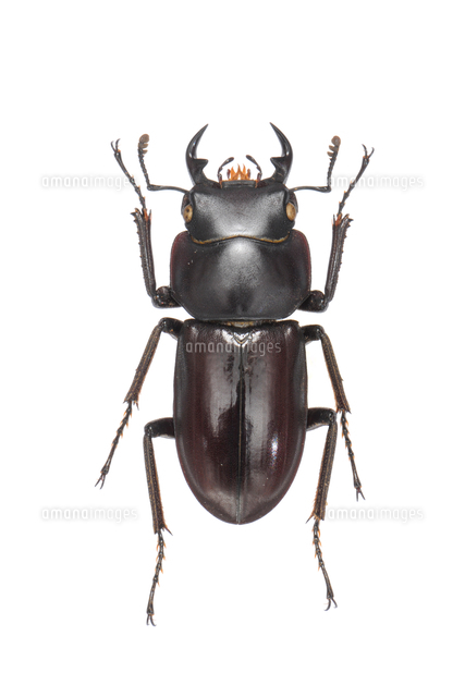 リュウキュウコクワガタ オス 標本[32146002902]の写真・イラスト素材