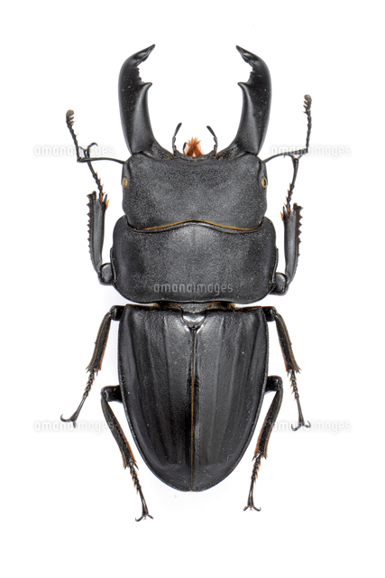 スジブトヒラタ大型♂標本 スジブトヒラタクワガタ 大型ペア ♂65.5mm