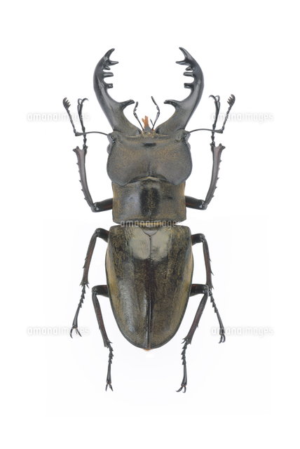 ミヤマクワガタ フジ型 オス 大型個体 標本[32146003083]の写真