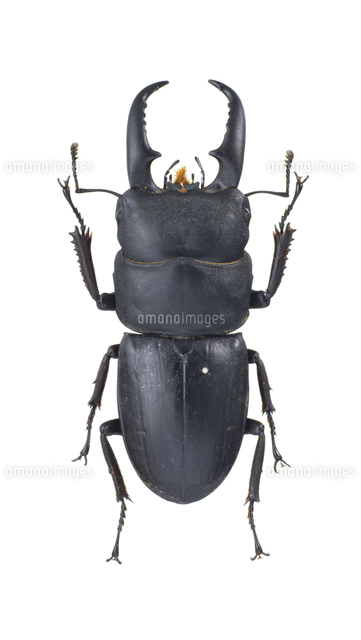 ヒラタクワガタ 標本 ♂ 5cm[32187000047]の写真・イラスト素材