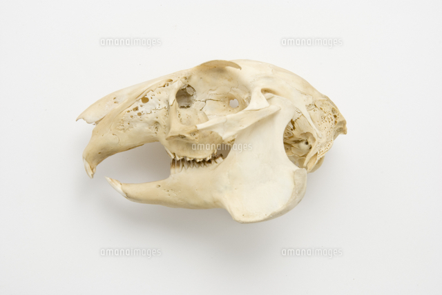 ニホンノウサギの頭骨標本[32202000254]の写真・イラスト素材｜アマナ