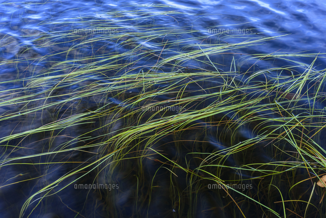 白駒の池の水面に浮かぶ「ホソバウキミクリ」 学名：Sparganium