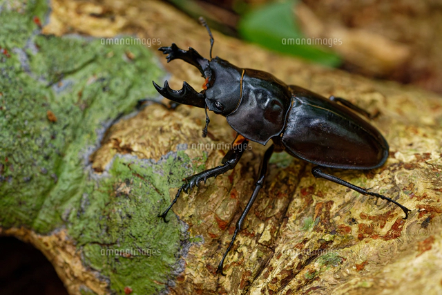 ヤエヤママルバネクワガタの大歯型[32312000572]の写真・イラスト素材