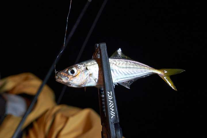 初めての釣りには何が必要？釣り具と装備の基本アイテム【アジング編