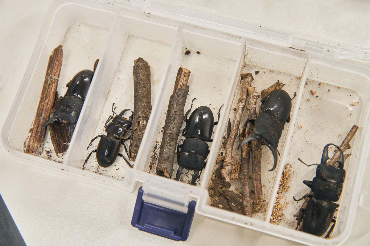 大人がハマる「昆虫採集」の世界【人気ネット通販掘り出し物大全