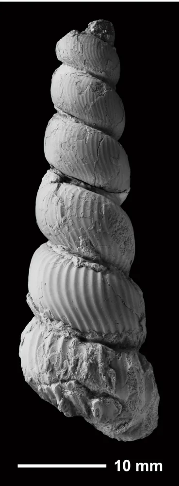 小平、苫前、羽幌の3町で新種のアンモナイト発見 東京の地質研究所