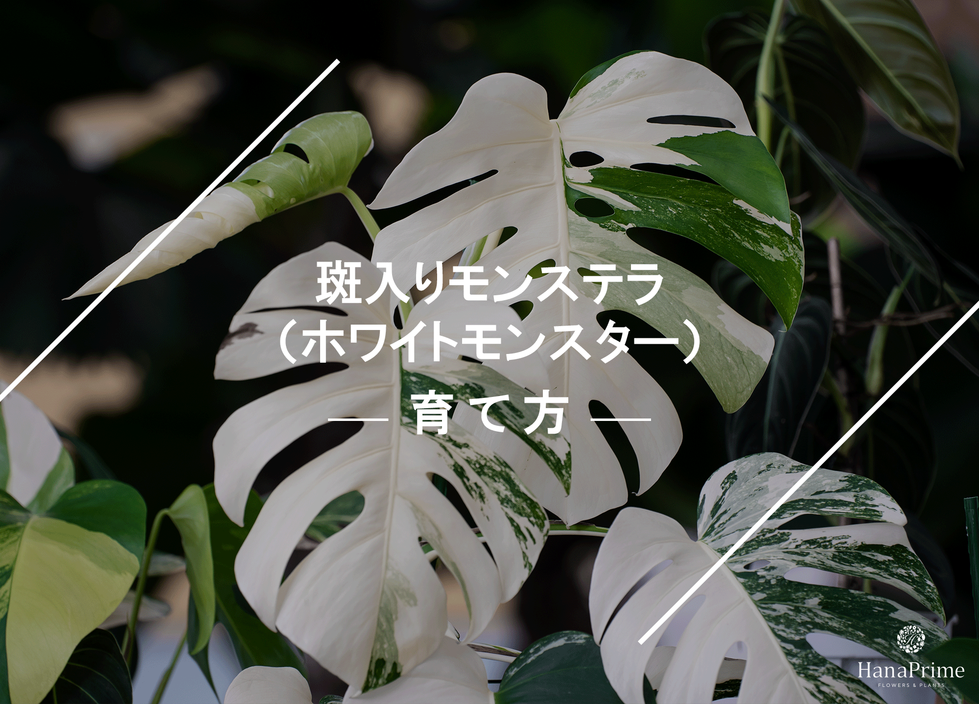 な*え様 斑入りモンステラホワイトタイガー大茎5株おまとめ りん