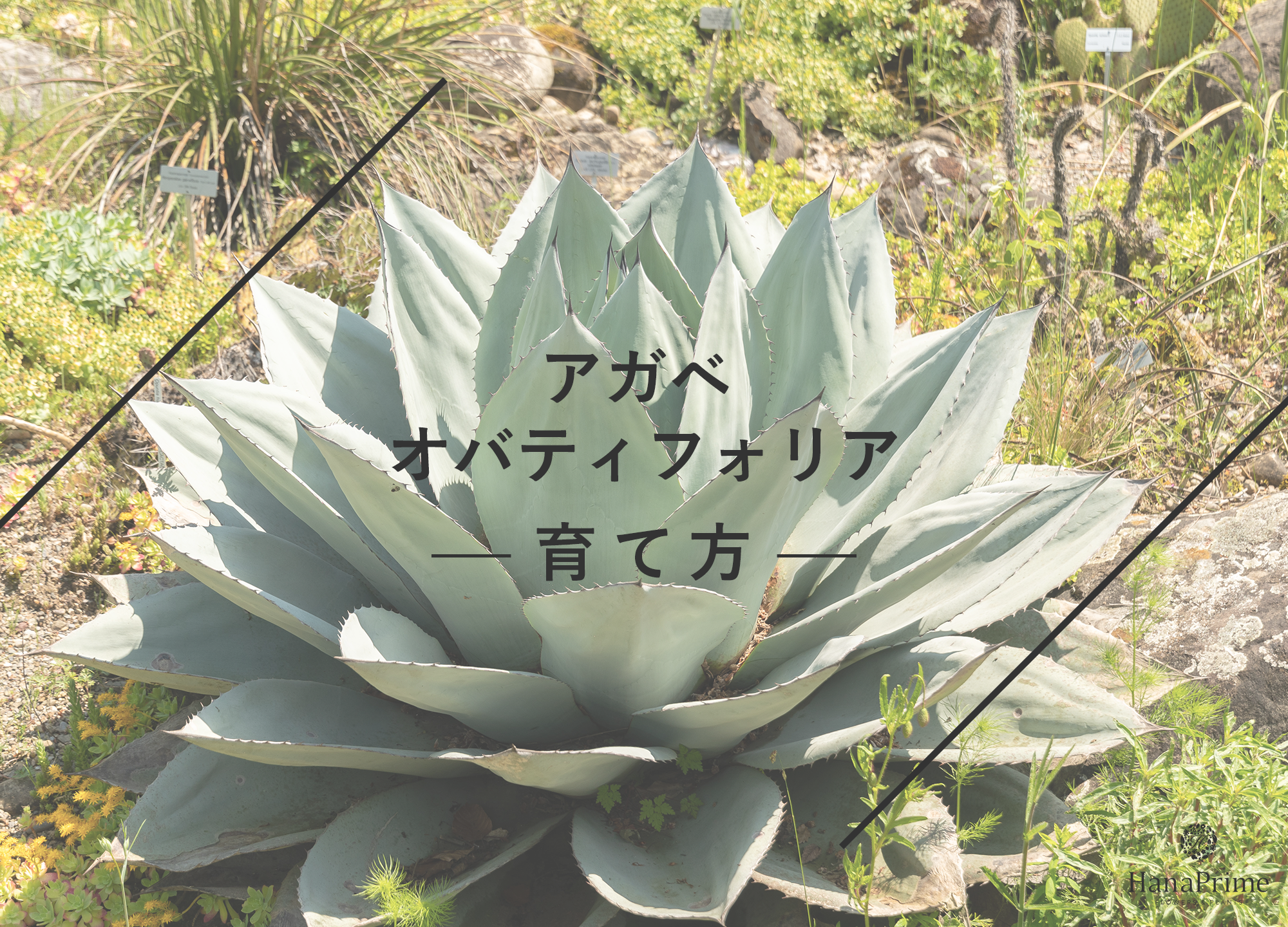 アガベ オバティフォリアの育て方｜植物図鑑｜HanaPrime（ハナプライム）