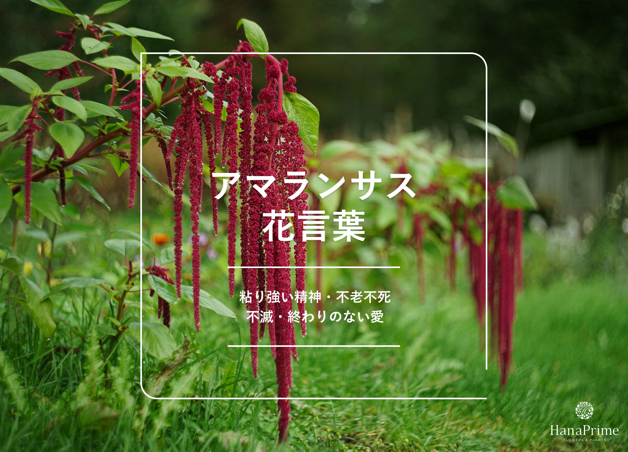 アマランサスの花言葉｜名前の由来 ｜ 花言葉・誕生花｜HanaPrime