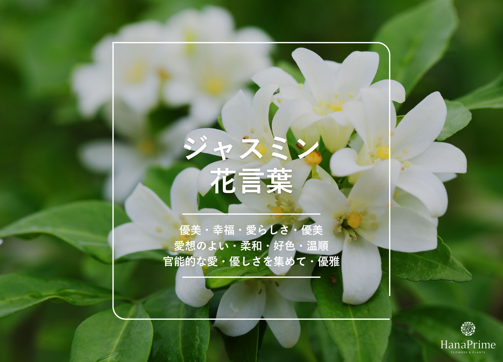 はな（感謝）/11 11月の#誕生花】 #ガーベラ 🌼#花言葉 5選を紹介