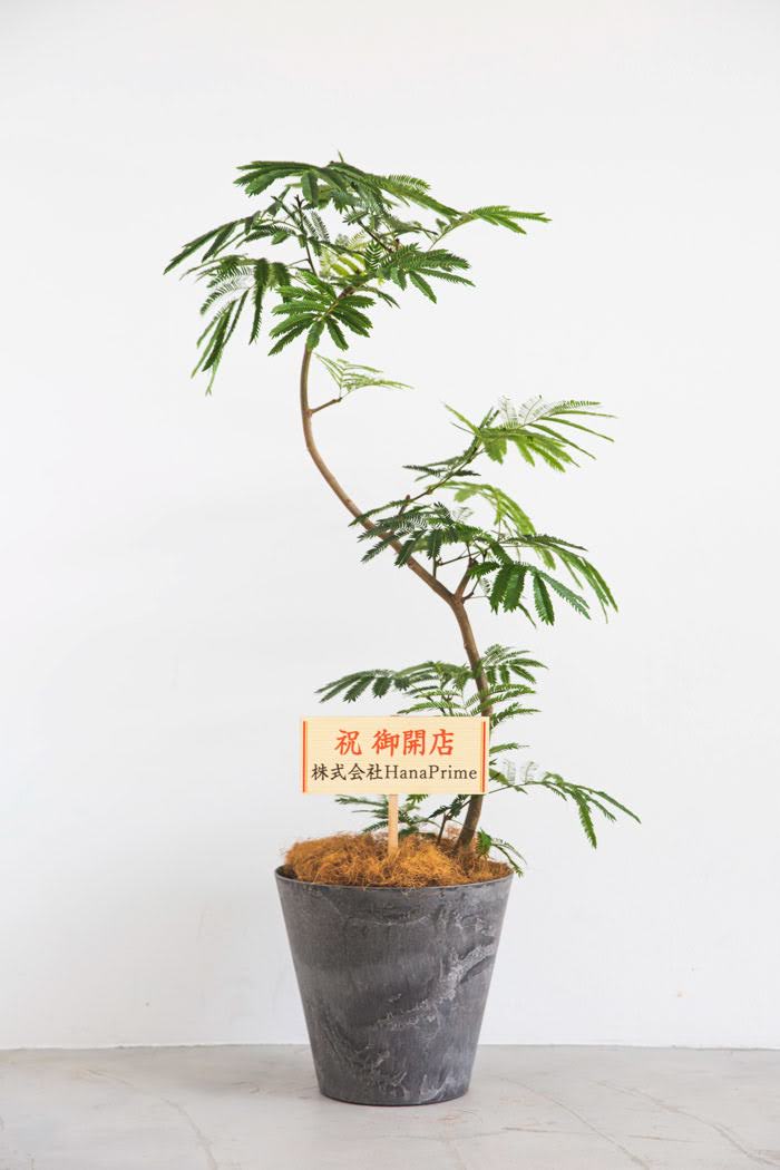 観葉植物 エバーフレッシュ（8号鉢）｜HanaPrime（ハナプライム）