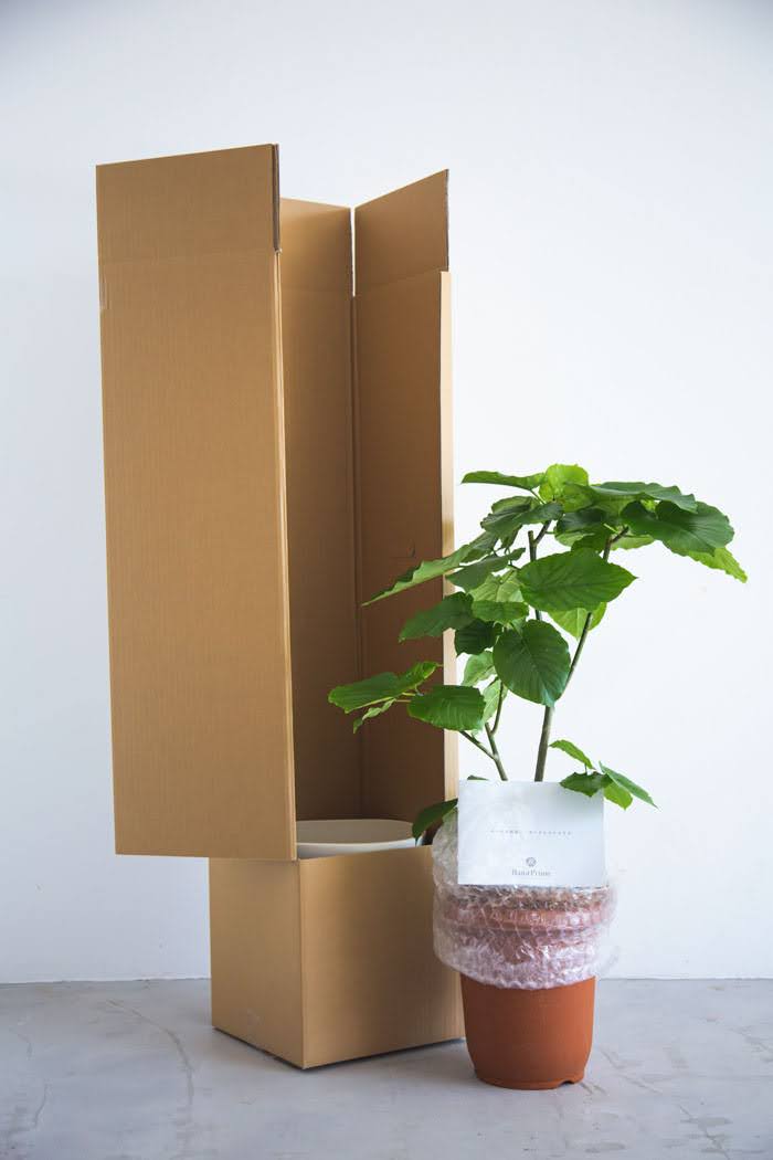 観葉植物 フィカス ウンベラータ（8号鉢）｜HanaPrime（ハナプライム）