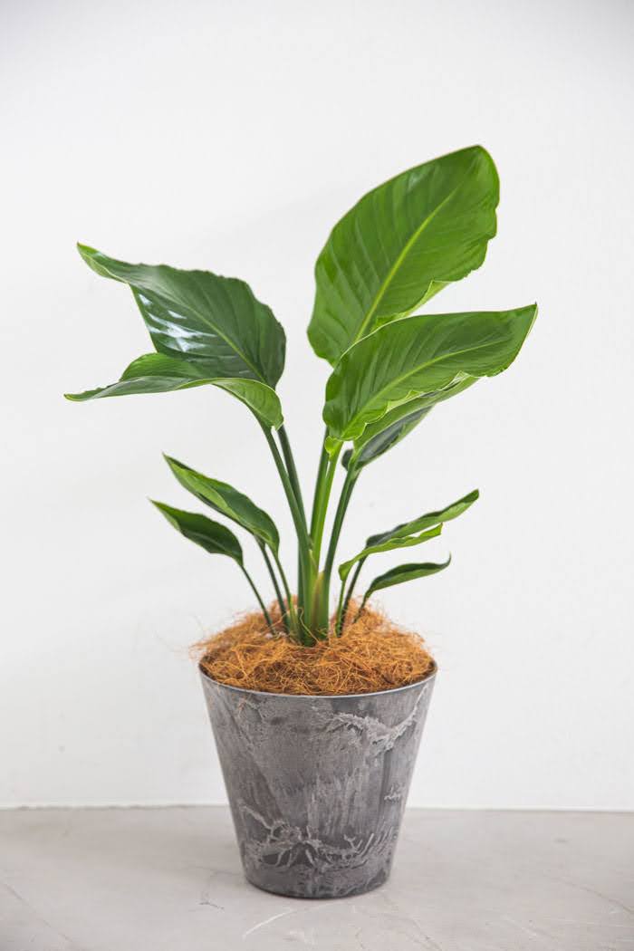 観葉植物 オーガスタ（6号鉢）｜HanaPrime（ハナプライム）