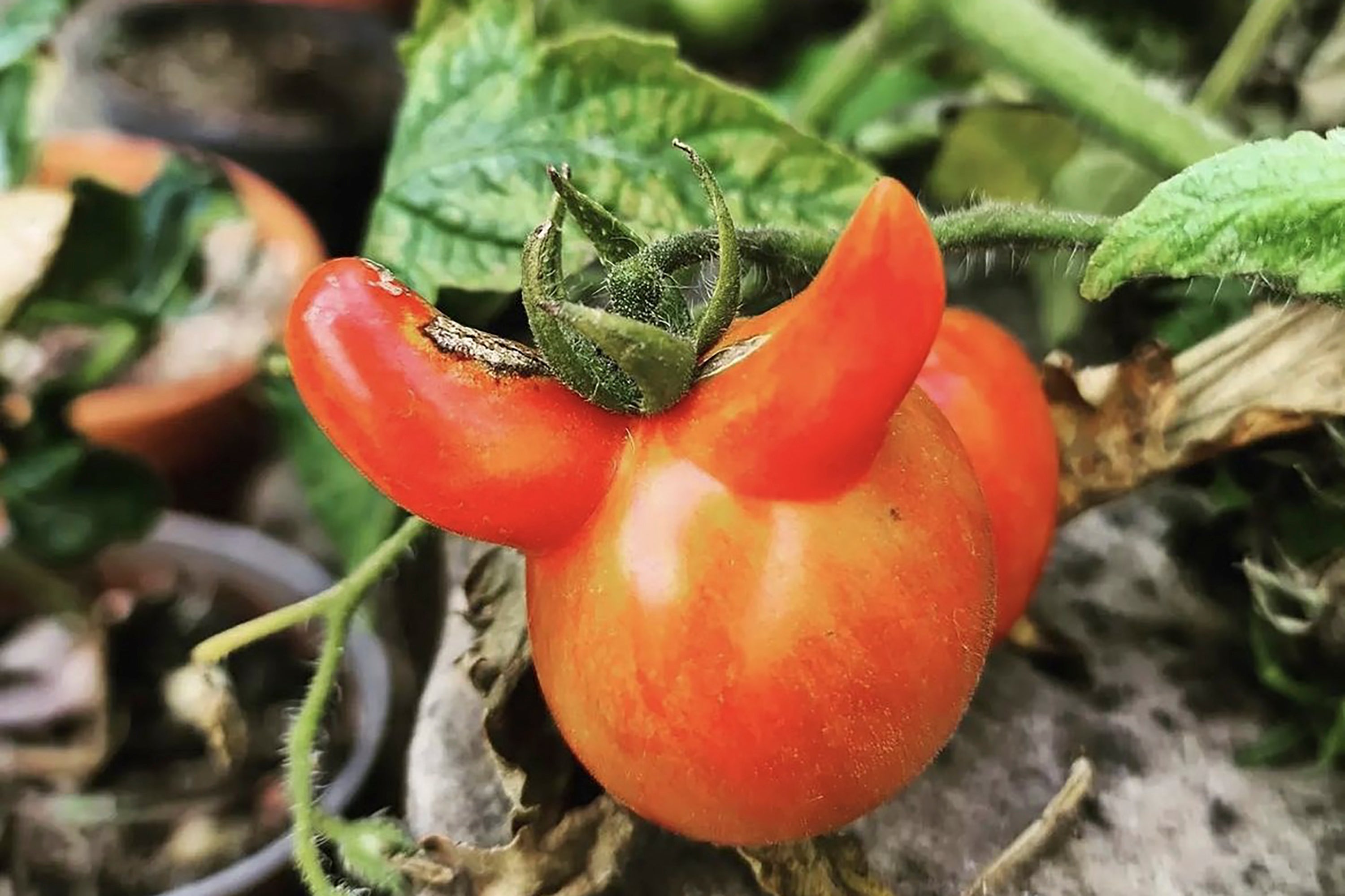 The mutant tomatoes are here, and they come in peace | The Independent