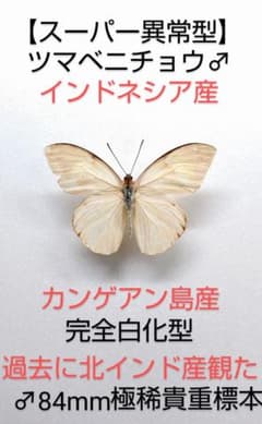 最終価格‼️【スーパー異常型】ツマベニチョウ♂標本☆カンゲアン島産