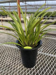 R8年キンリョウヘン花芽4本#6 - メルカリ