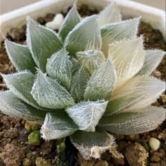 m17960338816_1.jpg?1747660990