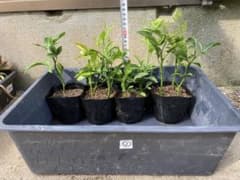 スイングルシトルメロ 10苗 ② ／ 柑橘 台木 枳殻 カラタチ - メルカリ