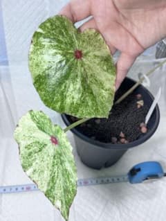 ベゴニア ルージュバリエゲイテッド - メルカリ