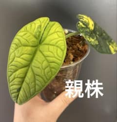 芋】 アロカシア メロ オーレア 斑入り - メルカリ